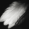 Monochrome Bird Feathers Diamond Painting