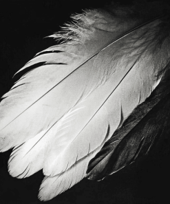 Monochrome Bird Feathers Diamond Painting