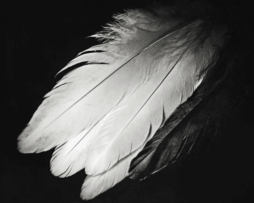 Monochrome Bird Feathers Diamond Painting