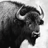 Monochrome Buffalo Diamond Painting