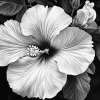 Monochrome Hibiscus Blossoms Diamond Painting