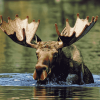 Moose by Water Diamond Painting