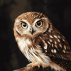 Morepork Owl Bird Diamond Painting