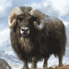 Musk Ox Animal Diamond Painting