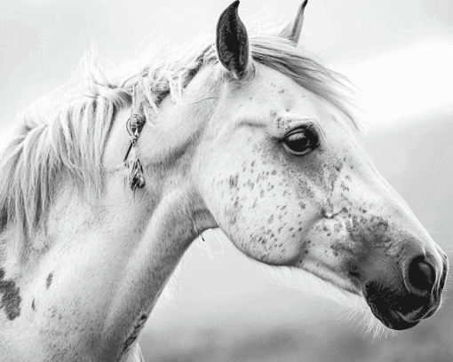 Native Horse Art Diamond Painting