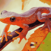 Newt on Green Leaf Diamond Painting