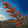 Ocotillo Blossoming Plant Diamond Painting