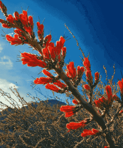 Ocotillo Blossoming Plant Diamond Painting