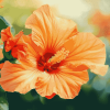 Orange Blossom Hibiscus Diamond Painting