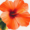 Orange Hibiscus Blossoms Diamond Painting