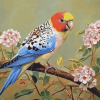 Pale Headed Rosella and Flowers Diamond Painting