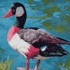 Paradise Shelduck Bird Diamond Painting