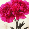 Pink Carnation Blooms Diamond Painting