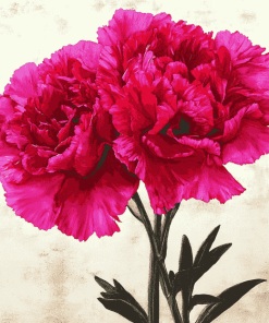 Pink Carnation Blooms Diamond Painting