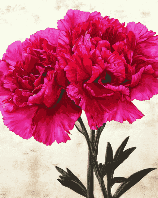 Pink Carnation Blooms Diamond Painting