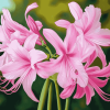 Pink Nerine Blossoms Diamond Painting