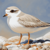 Piping Plover Birds Diamond Painting