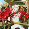 Pohutukawa Blossom with Bees Diamond Painting