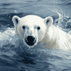 Polar Bear Swimming Diamond Painting