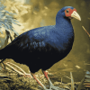 Pukeko Bird Artistry Diamond Painting