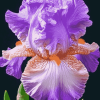 Purple Bearded Iris Flower Diamond Painting