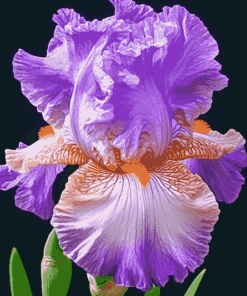 Purple Bearded Iris Flower Diamond Painting