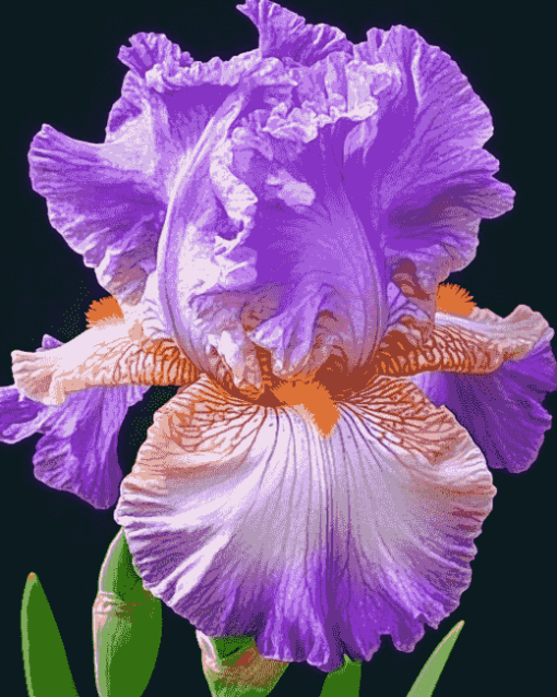 Purple Bearded Iris Flower Diamond Painting