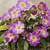 Purple Blossoms Diamond Painting