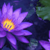 Purple Lotus Blossoms Diamond Painting