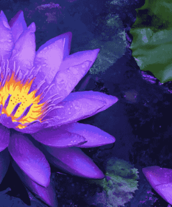 Purple Lotus Blossoms Diamond Painting