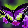 Purple and Black Butterfly Diamond Painting