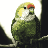 Quaker Parrot Birds Diamond Painting