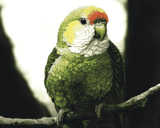 Quaker Parrot Birds Diamond Painting