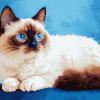 Ragdoll Kitty Diamond Painting