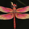 Red Dragonfly Insect Diamond Painting