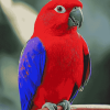 Red Eclectus Colorful Birds Diamond Painting