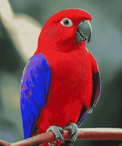 Red Eclectus Colorful Birds Diamond Painting