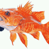 Red Rockfish Koi Carp Diamond Painting