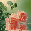 Rose Blossoms Water Diamond Painting