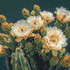 Saguaro Cactus Blossoms Diamond Painting