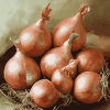 Shallots Onion Diamond Painting