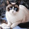 Siamese Snowshoe Kitty Diamond Painting