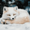 Sleepy Arctic Fox Winter Diamond Painting