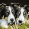 Smooth Collie Puppies Diamond Painting