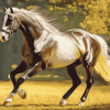 Sporty Pony Diamond Painting