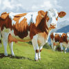 Swiss Simmental Calf Diamond Painting