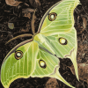 The Lunar Moth Insects Diamond Painting