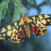 Tiger Moth Butterfly Diamond Painting