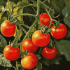 Tomato Plants Art Diamond Painting