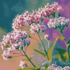 Valerian Blossoms Diamond Painting